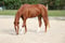 Horse ad