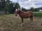 Horse ad
