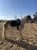 Horse ad