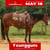 Horse ad