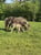 Annuncio cavallo