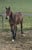 Horse ad