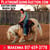 Horse ad