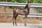 Annuncio cavallo