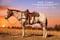 Horse ad