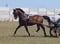 Annonce cheval