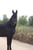 Horse ad
