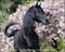 Annuncio cavallo