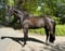 Horse ad