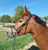 Annuncio cavallo