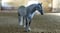 Horse ad