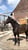Annonce cheval