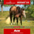 Paardadvertentie