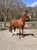 Annonce cheval