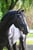 Annuncio cavallo