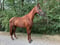 Paardadvertentie
