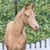 Horse ad