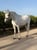 Annuncio cavallo