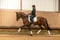 Annuncio cavallo