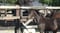 Horse ad