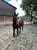 Horse ad