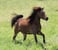 Horse ad