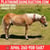 Horse ad