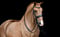 Horse ad