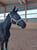 Annuncio cavallo