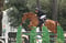Horse ad