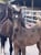 Annuncio cavallo