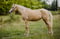 Horse ad