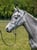 Annuncio cavallo