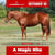 Paardadvertentie