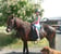 Annuncio cavallo