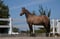 Horse ad