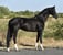 Annuncio cavallo