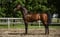 Horse ad