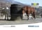 Horse ad