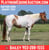 Horse ad