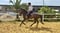 Anuncio de caballos