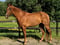 Horse ad