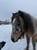 Horse ad