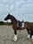 Horse ad