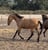 Annuncio cavallo