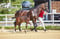 Horse ad