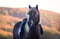 Horse ad