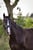 Horse ad
