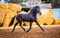 Horse ad