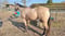 Horse ad
